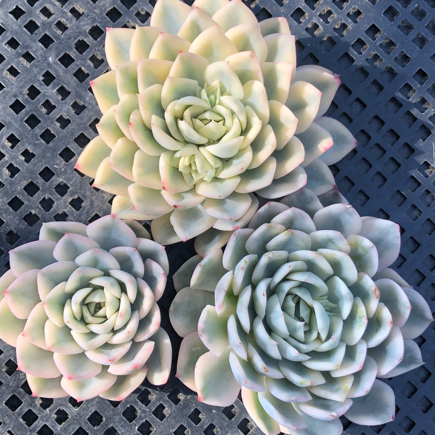 エケベリア 15439 ムーン フェアリー錦 9cm pot