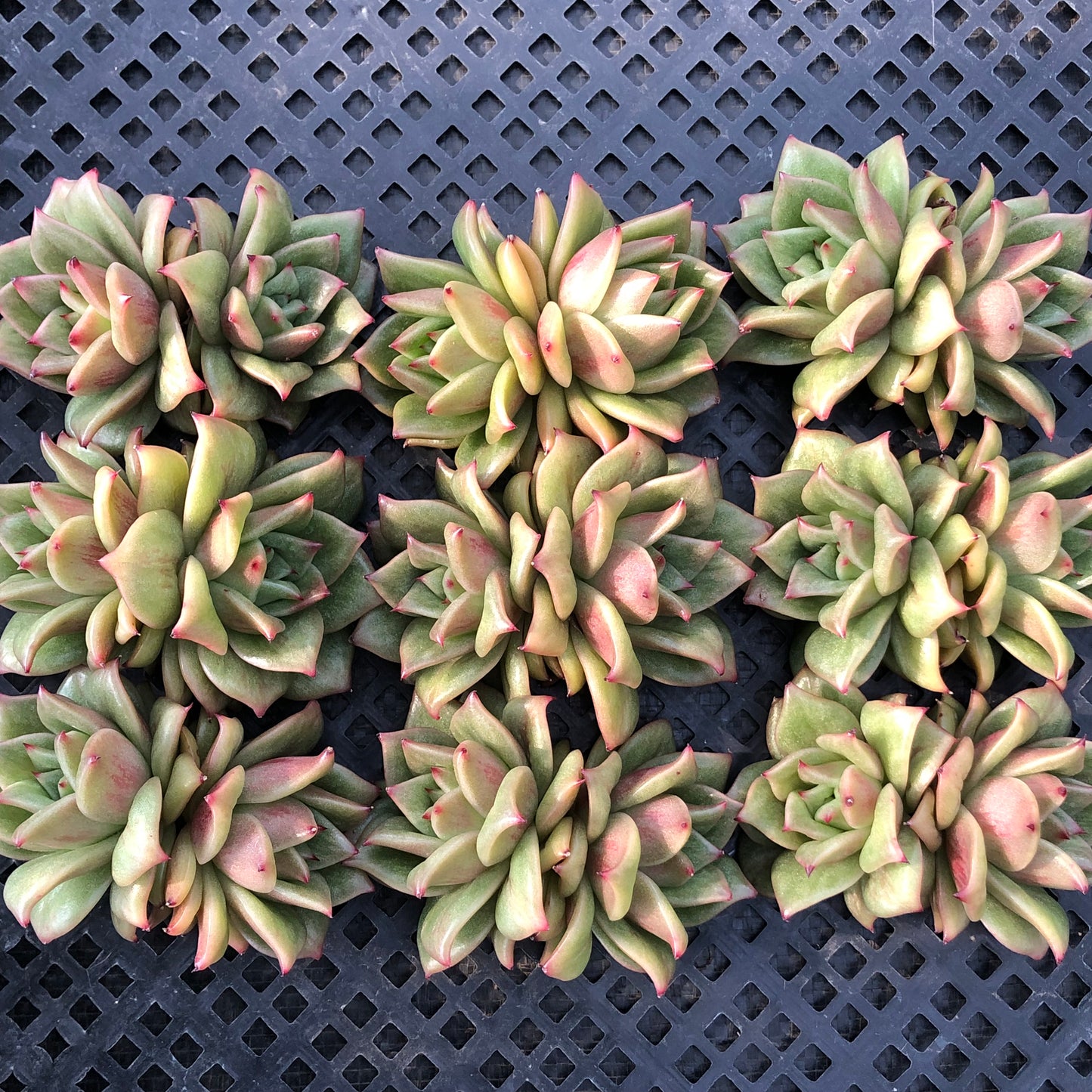 エケベリア 23302 ランブラー 9cm pot