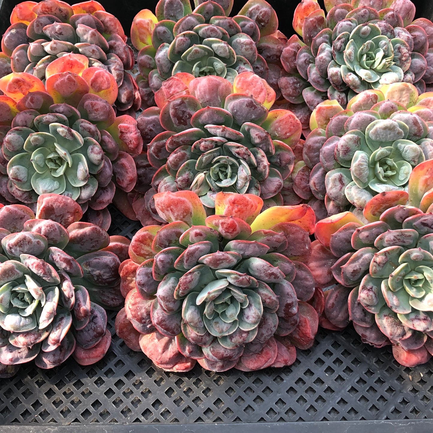 エケベリア 23919 レインドロップス 12cm pot