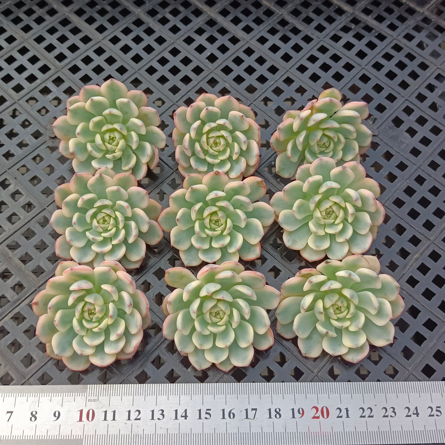 エケベリア 265496 ホワイトミニマ錦