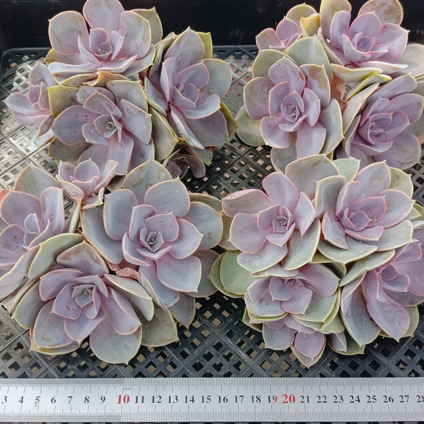 エケベリア 264030 パールフォンニュルンベルグ