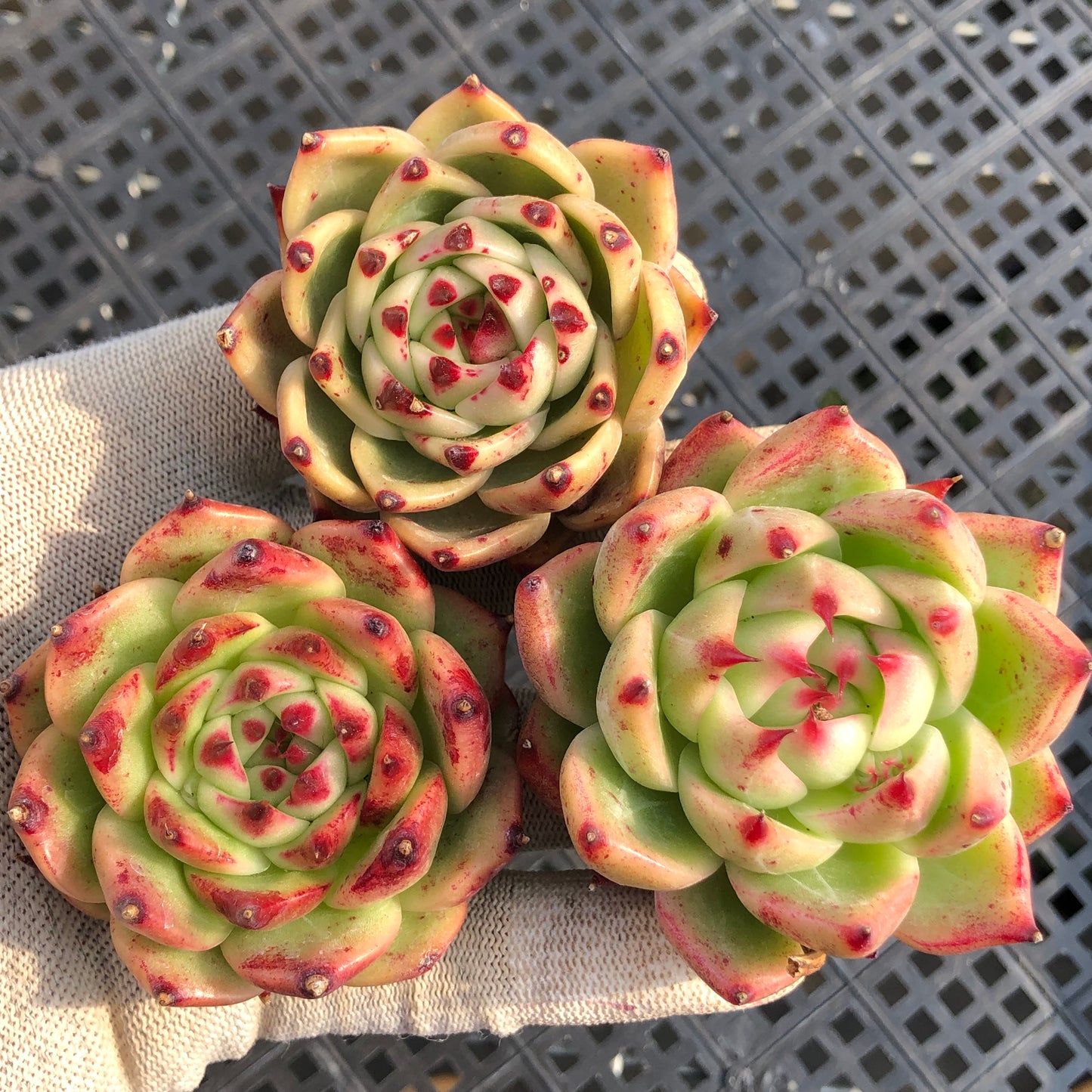 80516 ブルードラゴン 7cm pot size