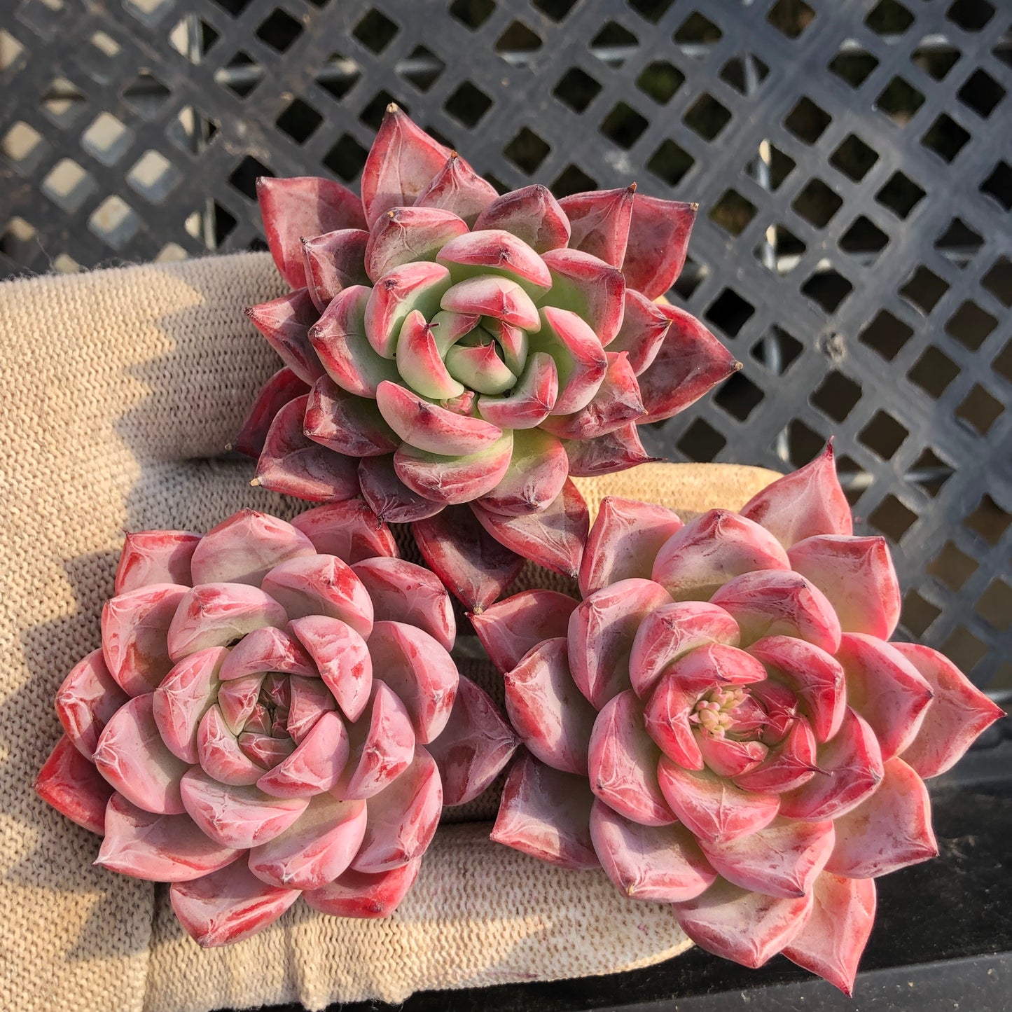 80521 ブラックスワン 6.5cm pot size