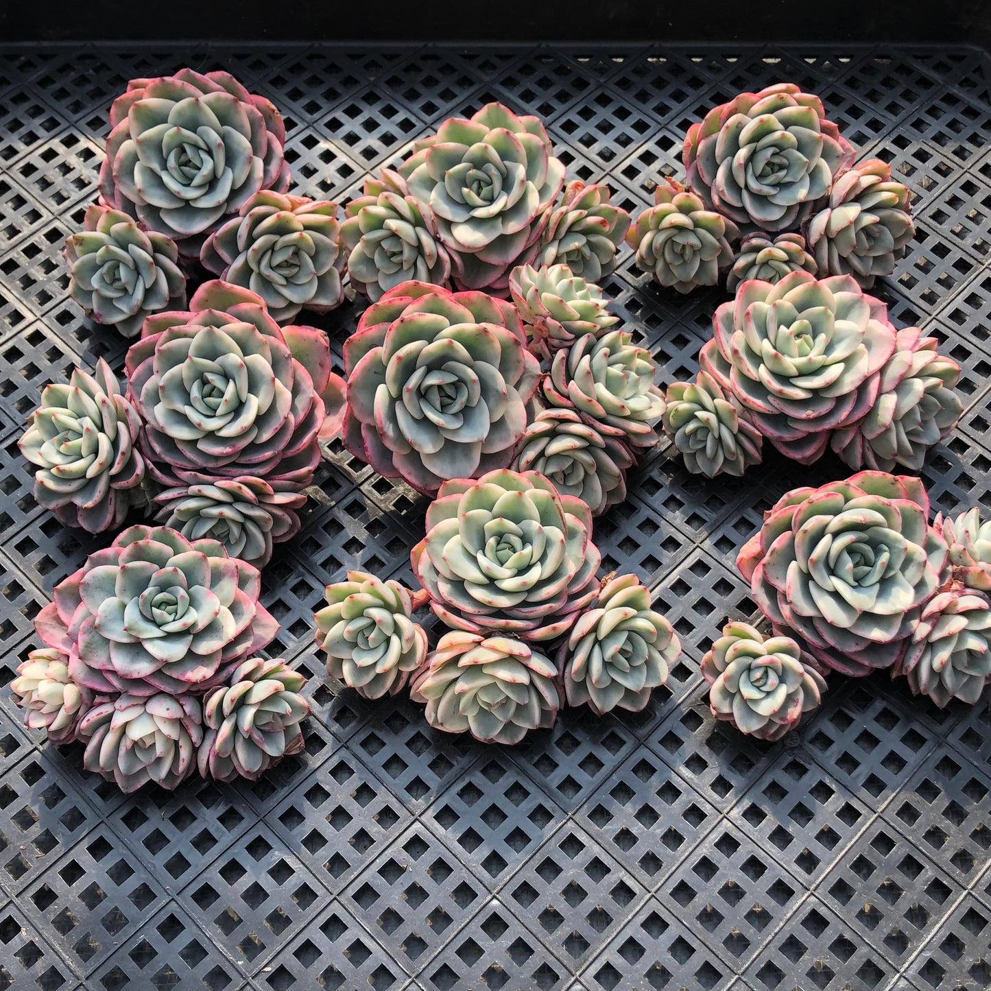 24824 ピーチス&クリーム錦 9cm pot size