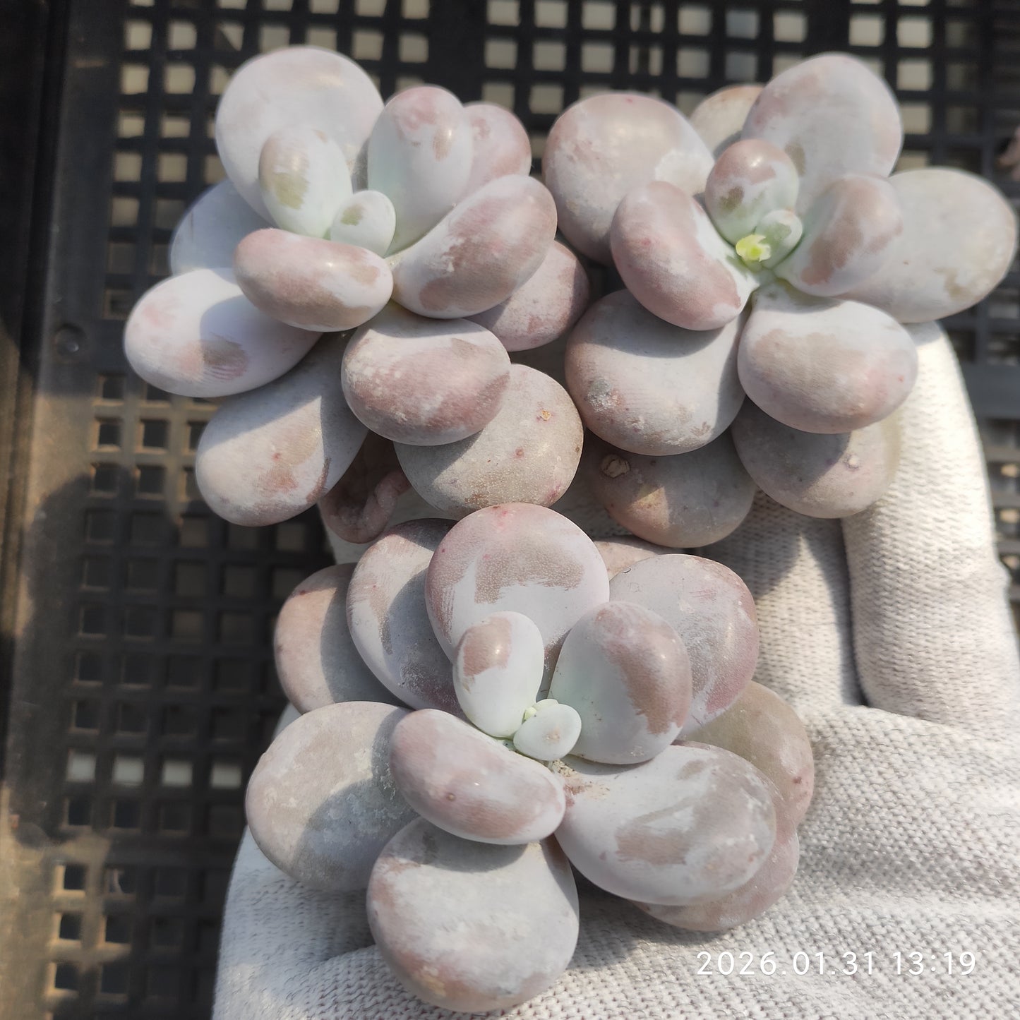 6846 オビファーラム ムーン ストーン 7cm pot size