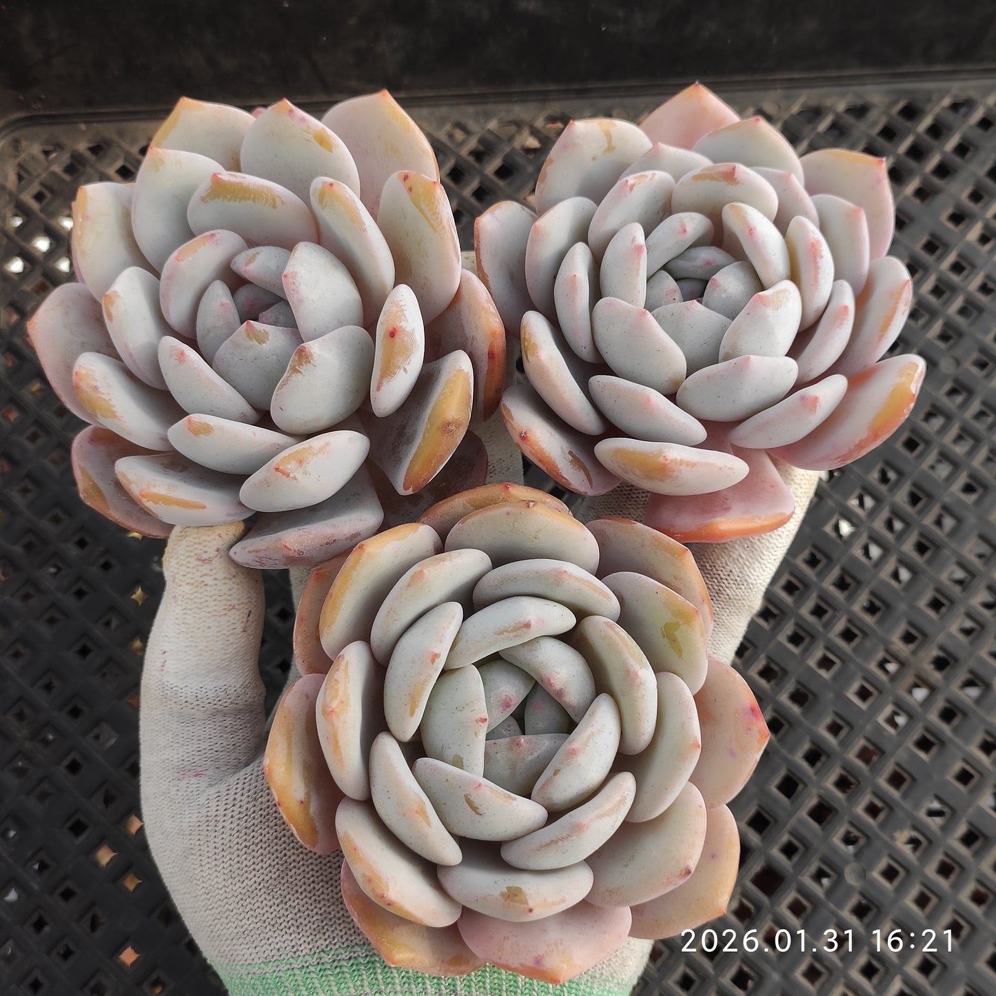 24792 シェリー 9cm pot size