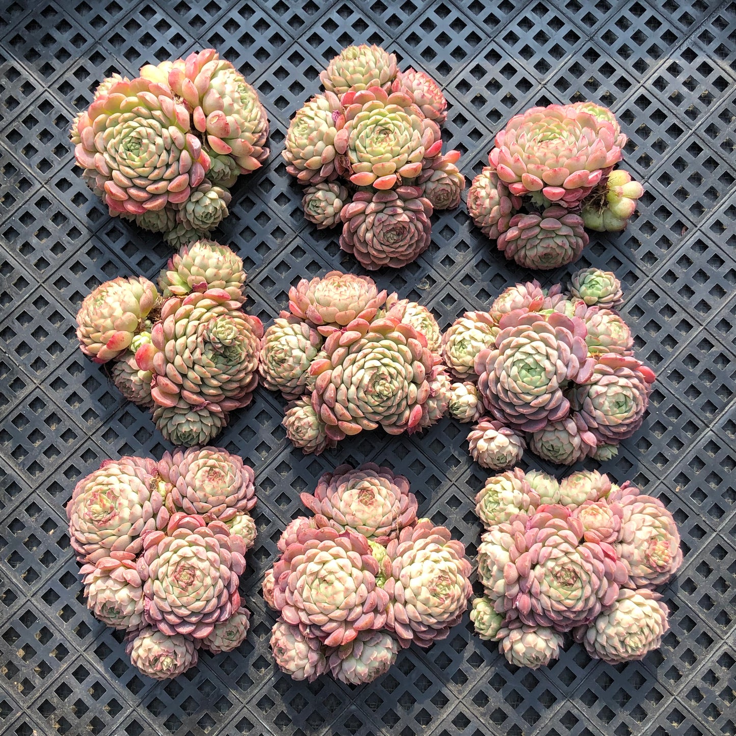 24998 シャルルローズHyb 9cm pot size