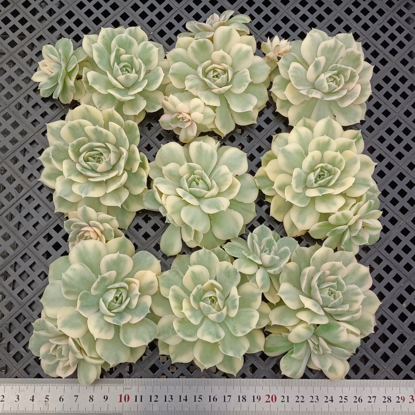エケベリア 362267 オンスロー錦