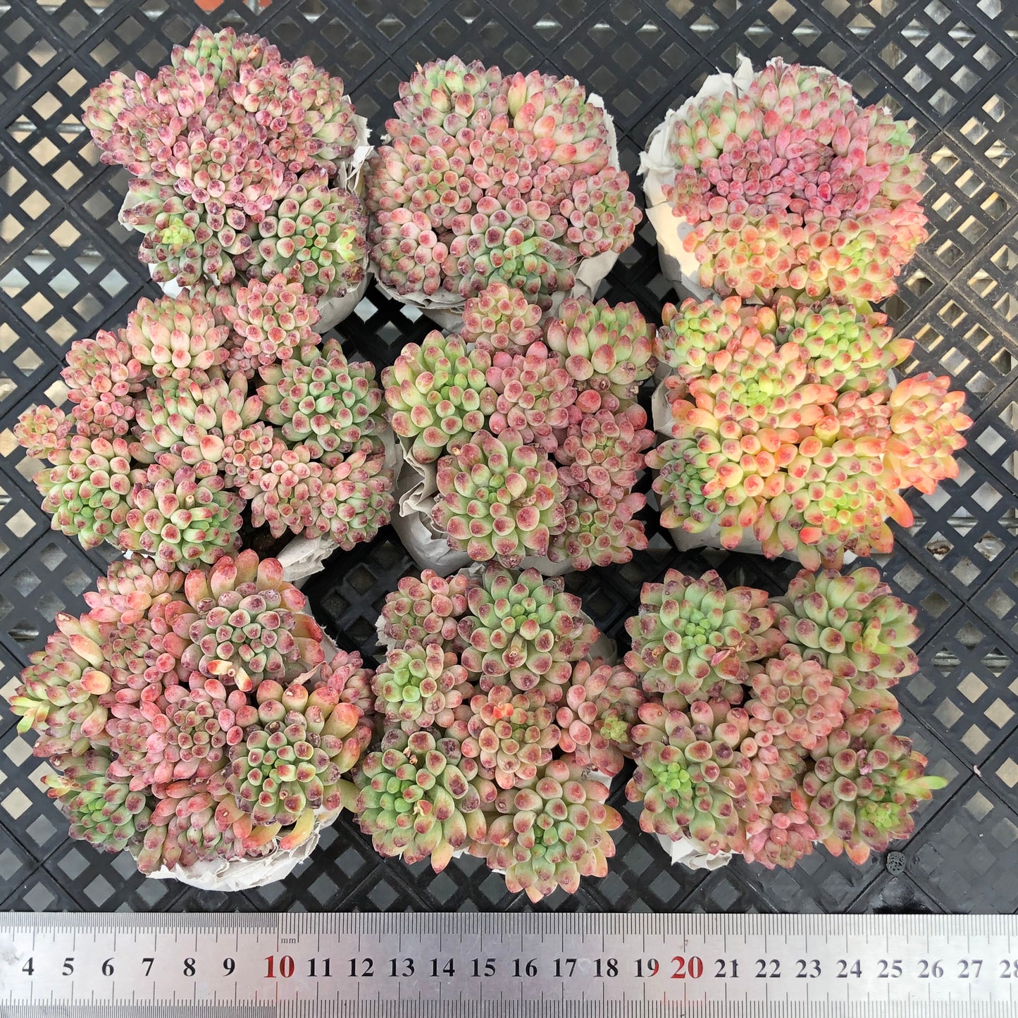 エケベリア 25391 花火