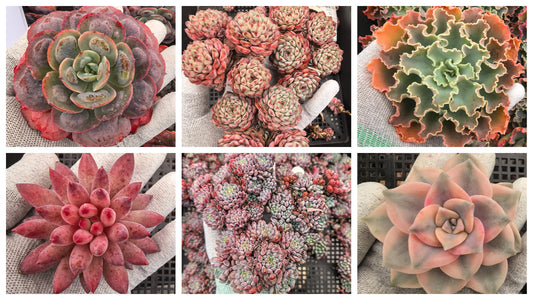 多肉植物 到着後の管理ガイド