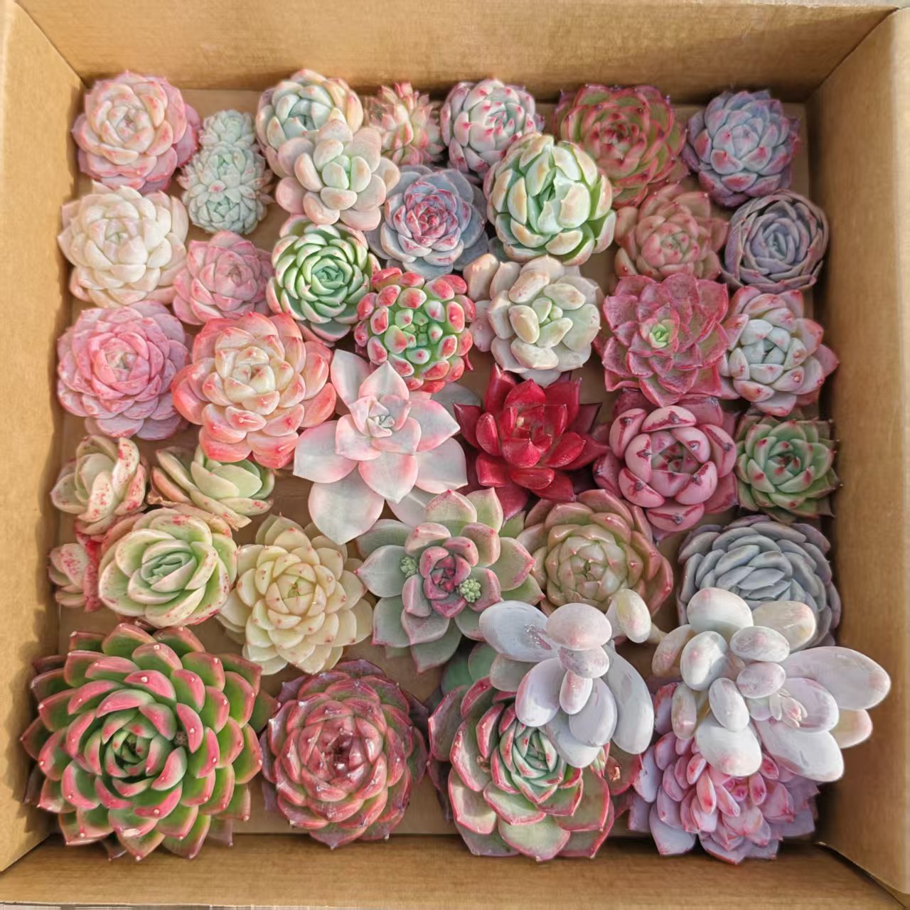 25361  ミックス苗