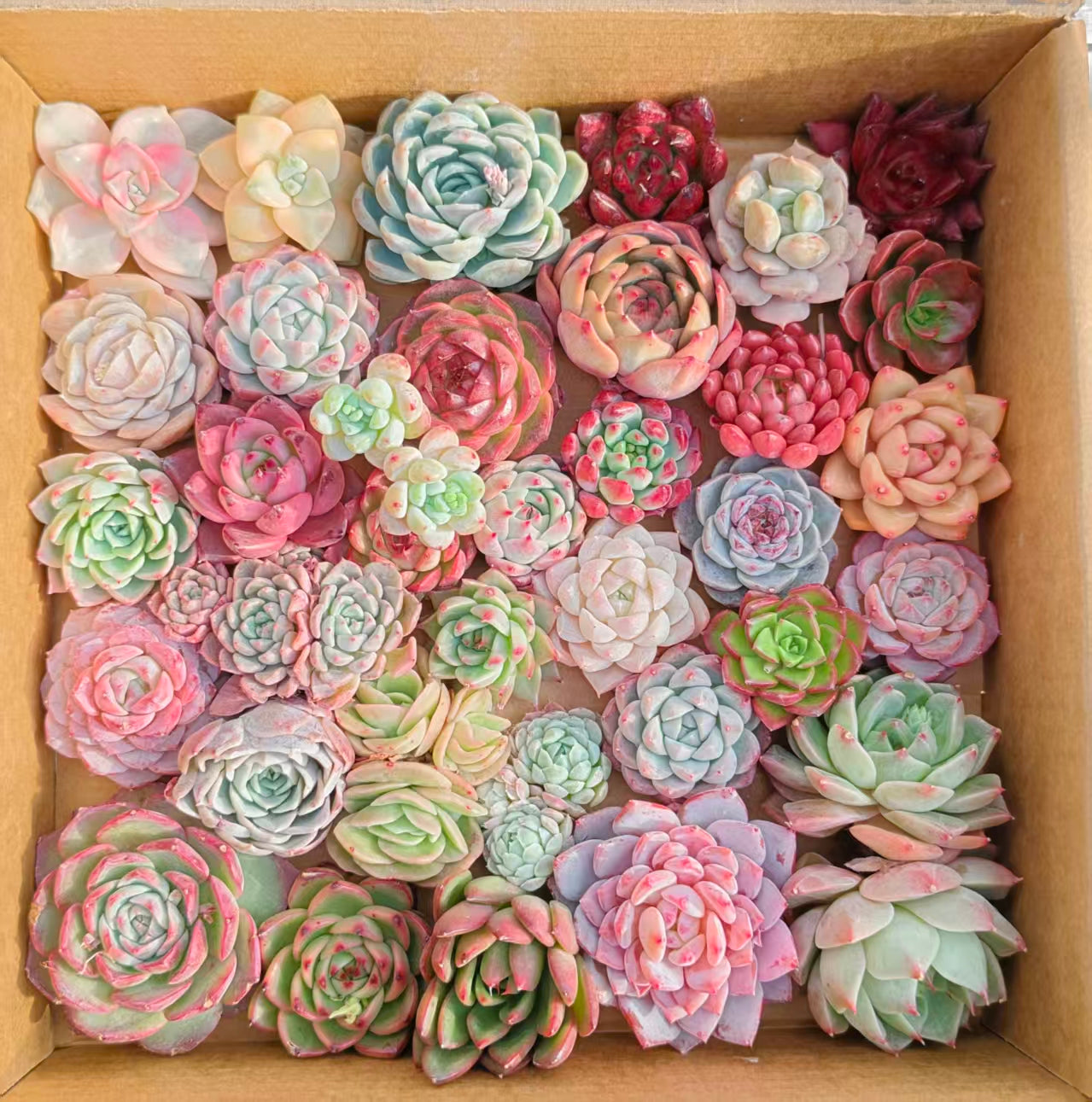 25361  ミックス苗