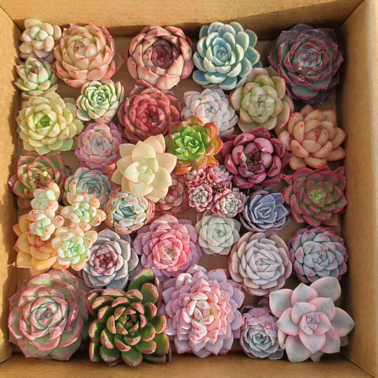 25361  ミックス苗