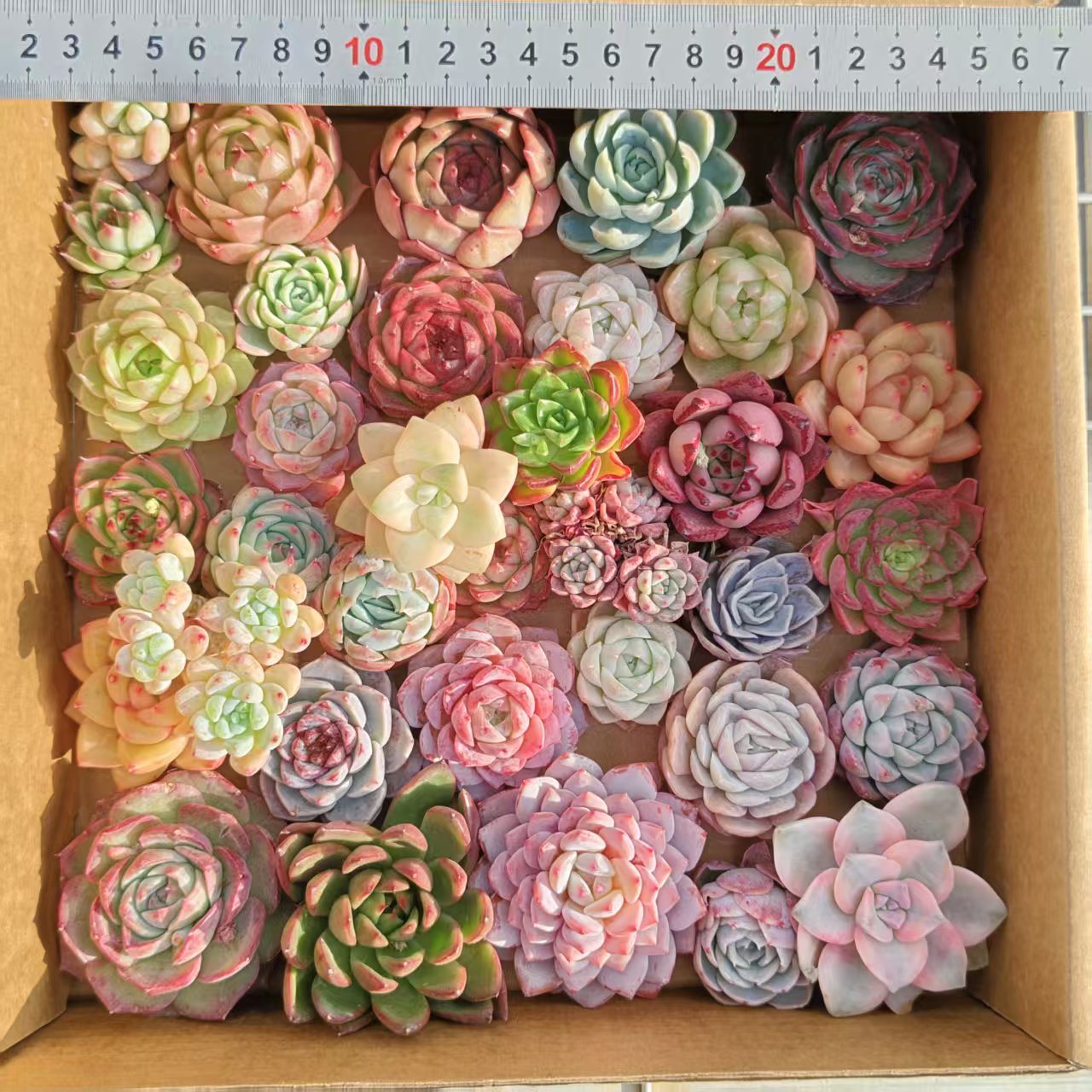 25361  ミックス苗