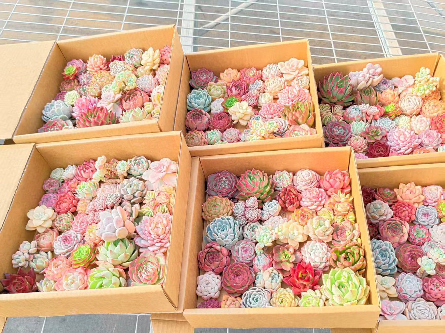 25361  ミックス苗