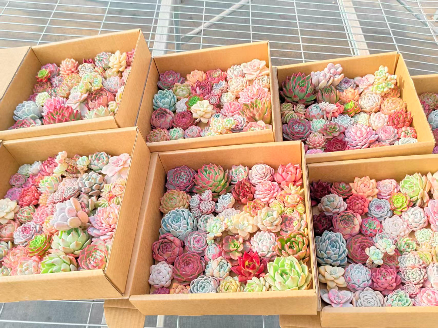 25361  ミックス苗