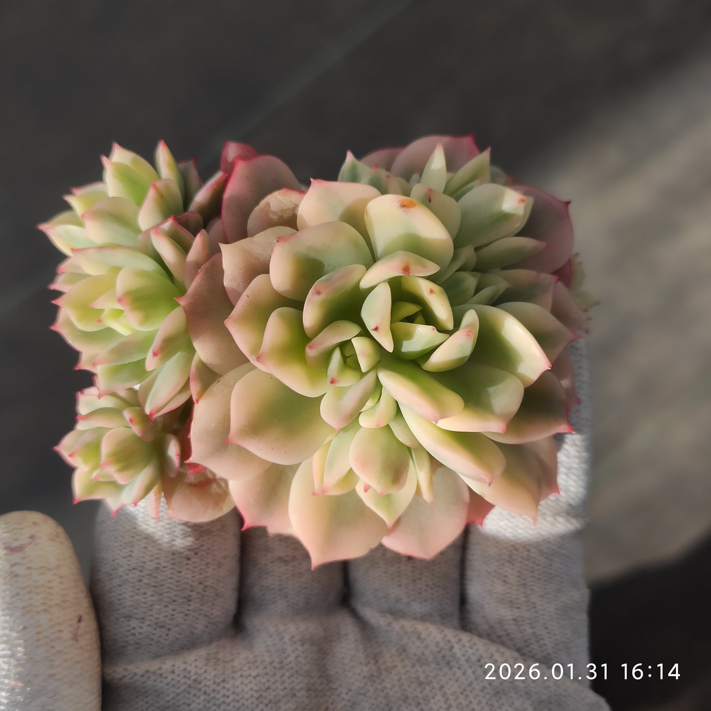 24809 ビクター錦 12cm pot size