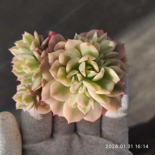 24809 ビクター錦 12cm pot size