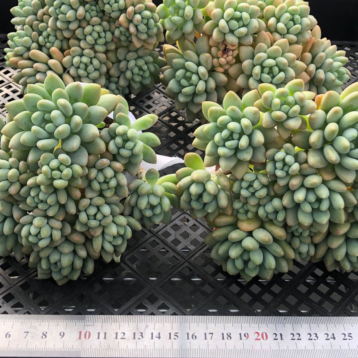 エケベリア 364173 キャビア