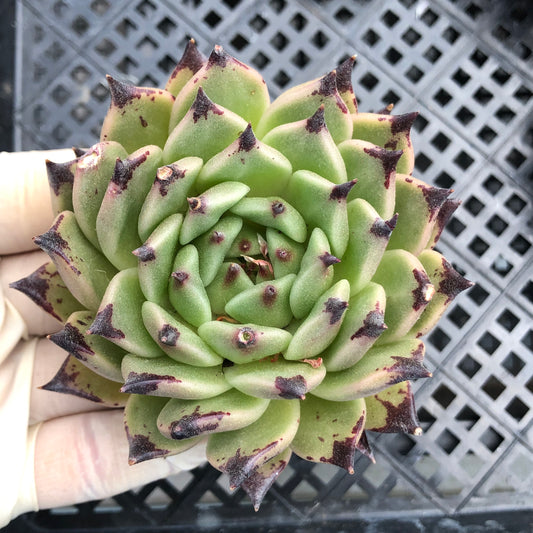 エケベリア 25312ハロウィン