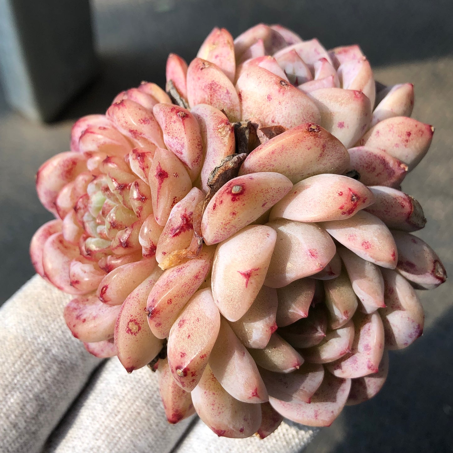 エケベリア 23358 レッドベルベット 9cm pot