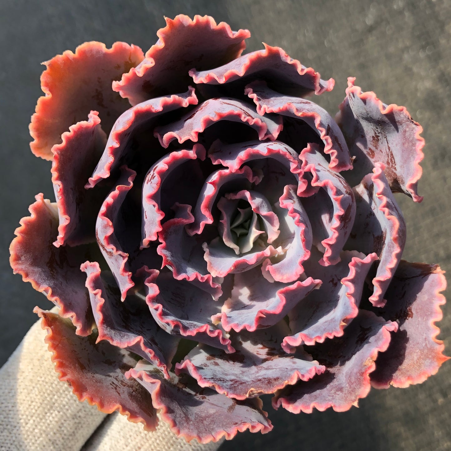 エケベリア T1144 シャビアナ　トラフルズ 9cm pot