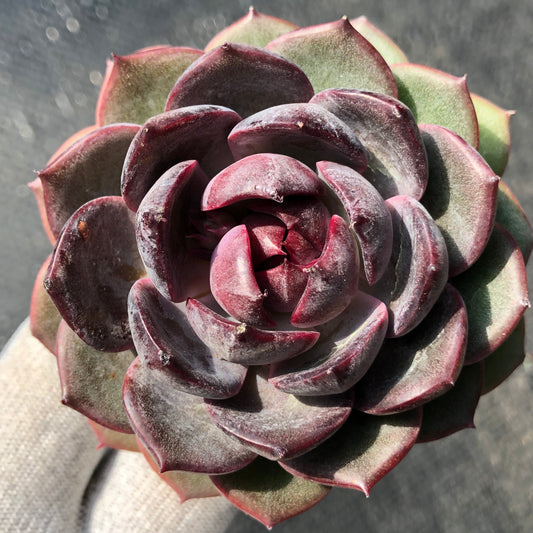 エケベリア 20056 チーズブルーベリー 9cm pot