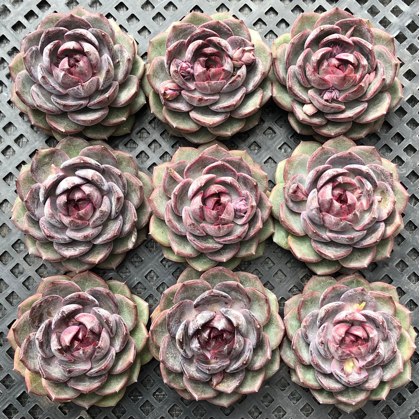 エケベリア 20056 チーズブルーベリー 9cm pot