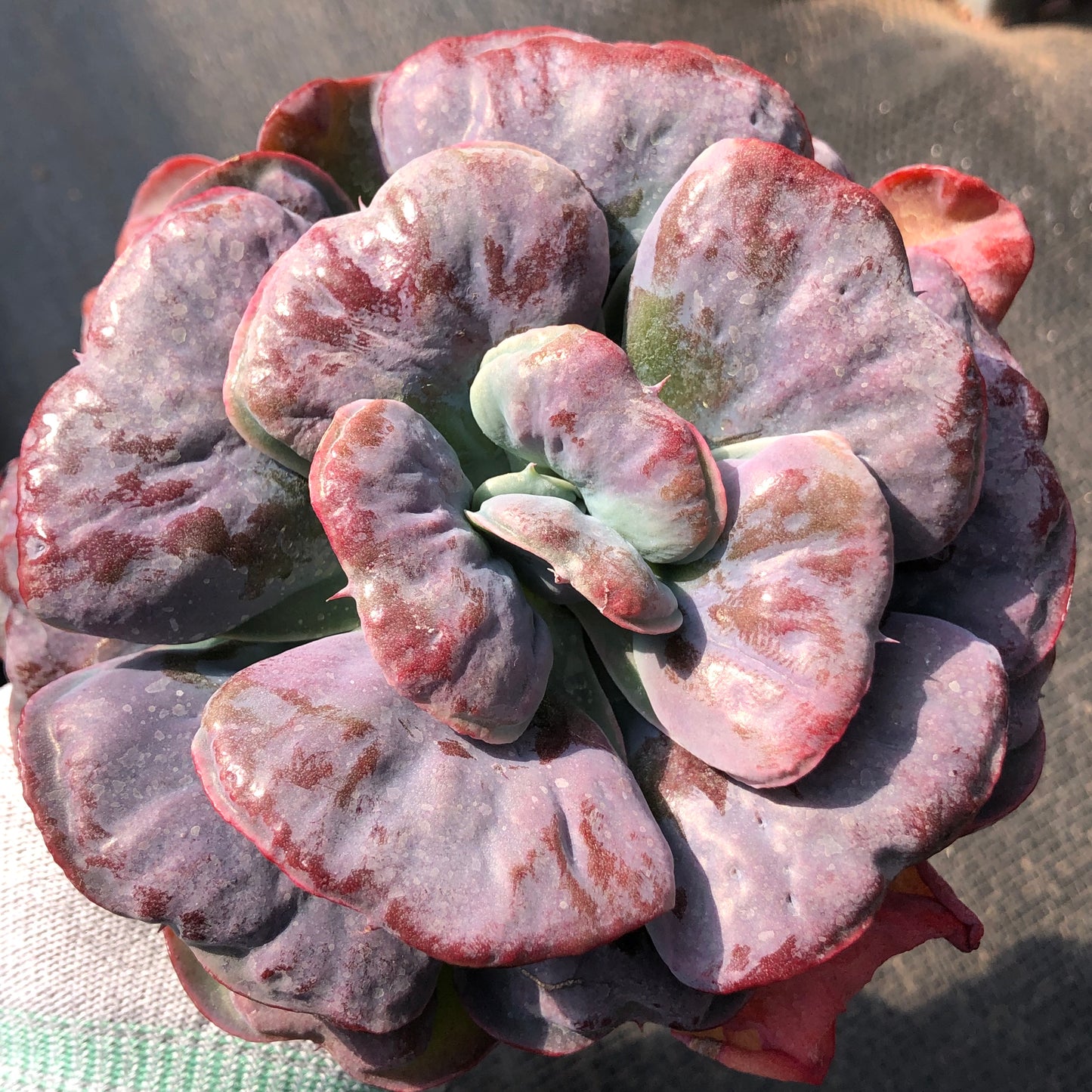 エケベリア 21676 ハート　デライト 12cm pot