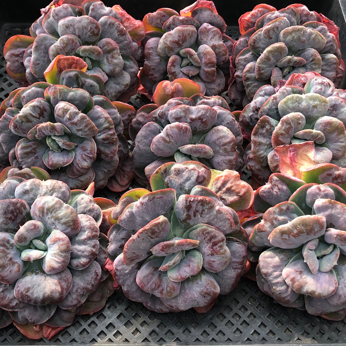 エケベリア 21676 ハート　デライト 12cm pot