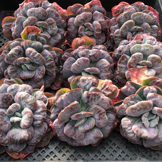 エケベリア 21676 ハート　デライト 12cm pot