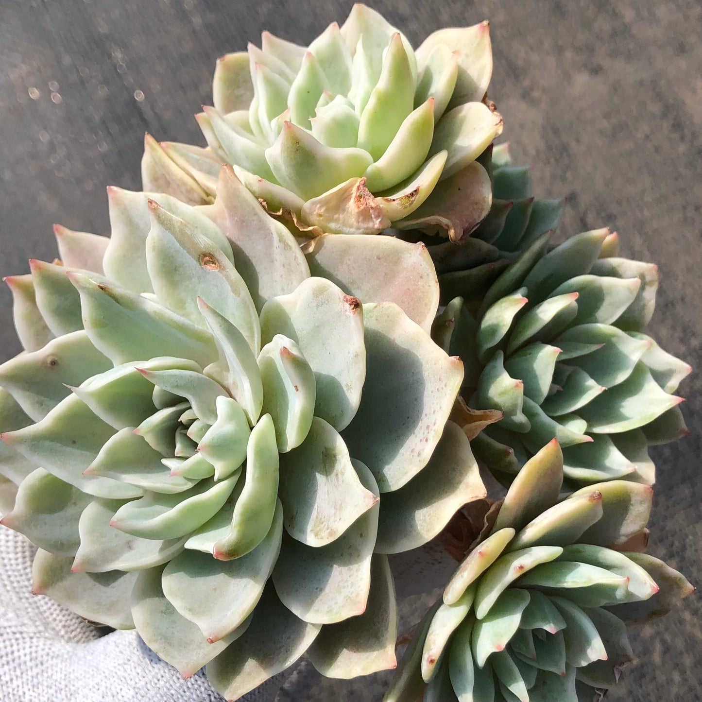 エケベリア 23644 シルバー　クィーン錦 11cm pot