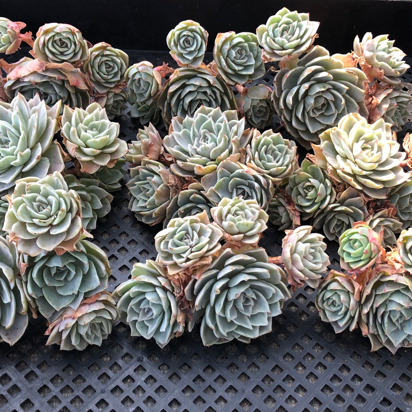 エケベリア 23644 シルバー　クィーン錦 11cm pot