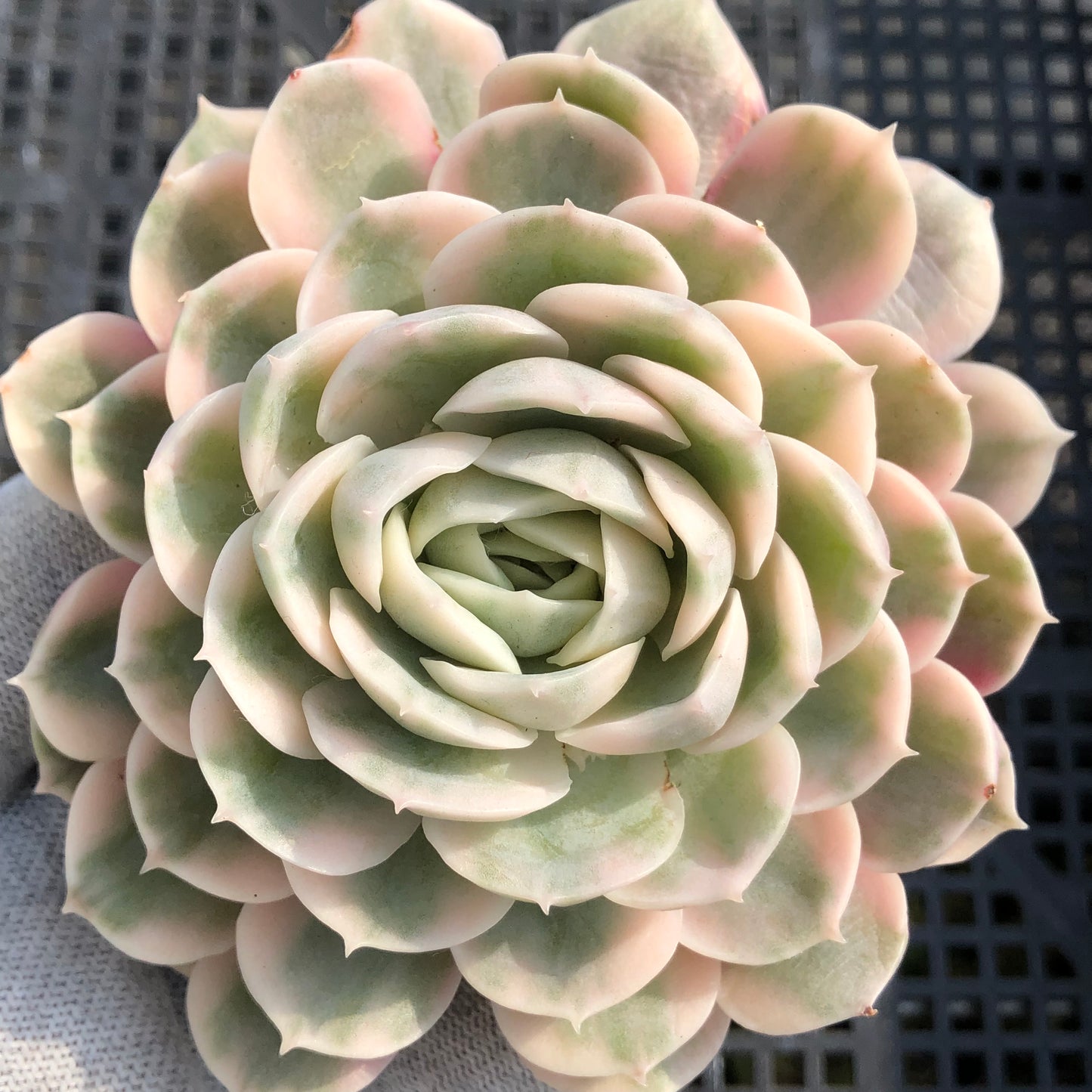 エケベリア 20167 オンスロー錦 12cm pot