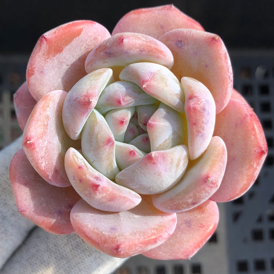 エケベリア 21896 オレンジモンロー Hyb 5.5cm pot