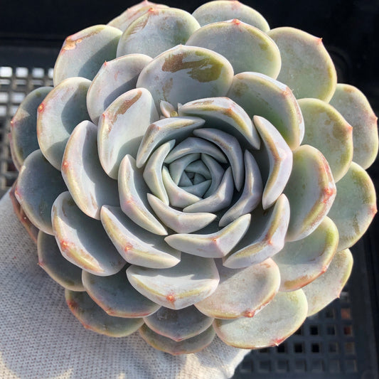 エケベリア 15587 タイニーバーガー 12cm pot