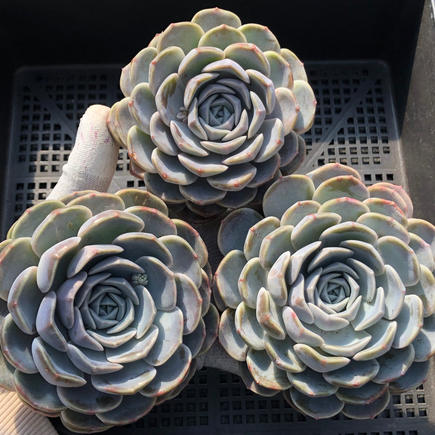 エケベリア 15587 タイニーバーガー 12cm pot