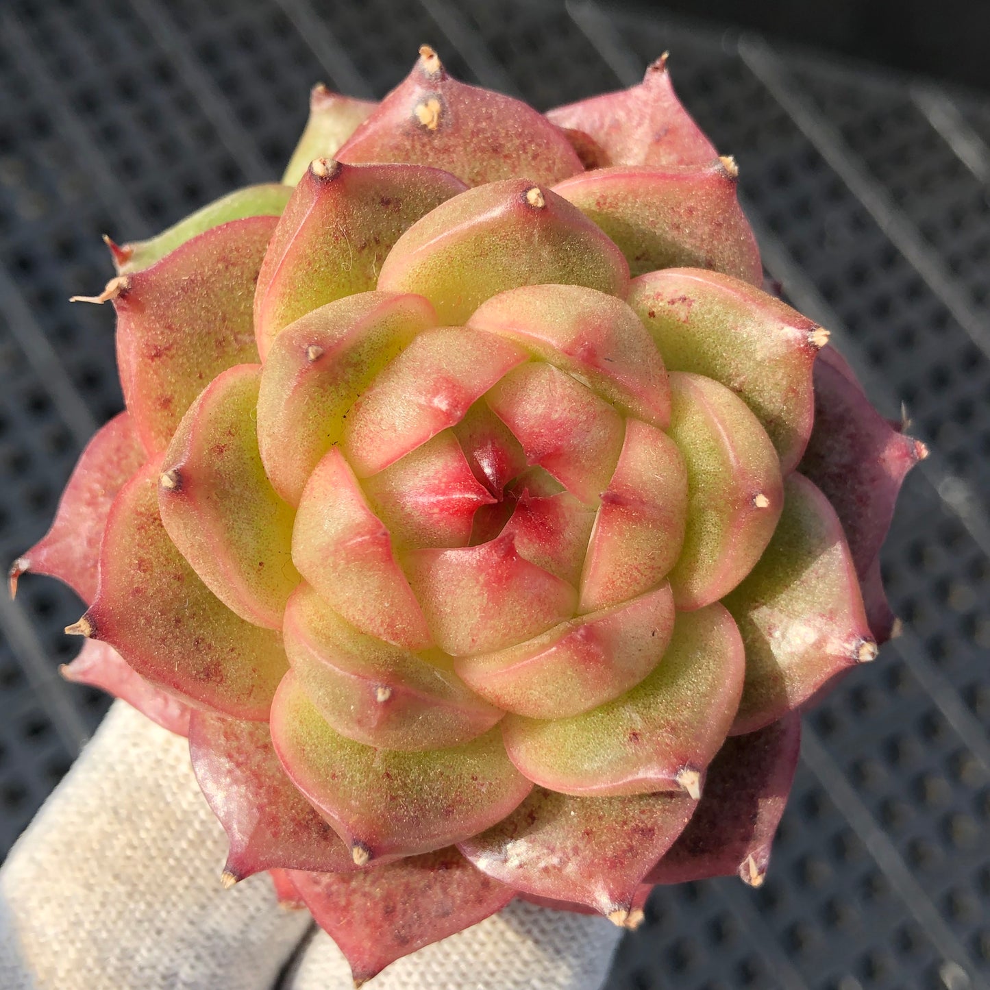 エケベリア 16088 ベラー　アイラッシュ 7cm pot