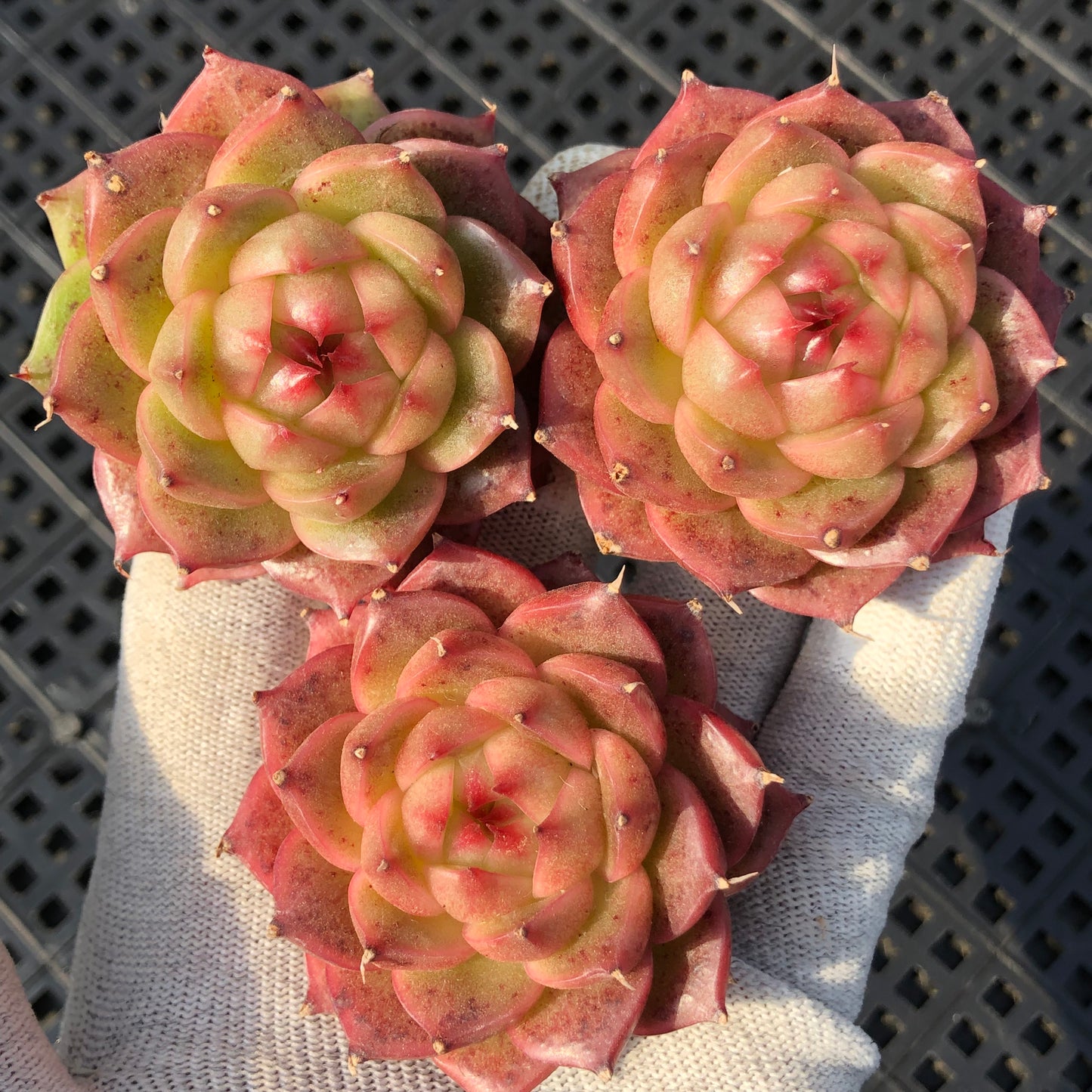 エケベリア 16088 ベラー　アイラッシュ 7cm pot