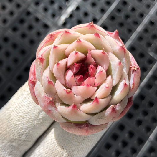 エケベリア 9296 ジェイドバンブー 6.3cm pot