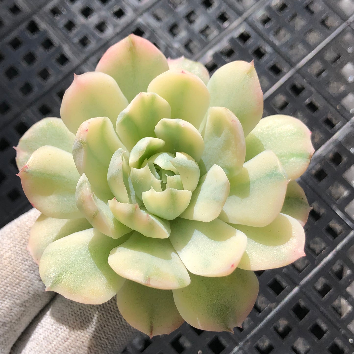 エケベリア 17286 ベリー錦 8cm pot