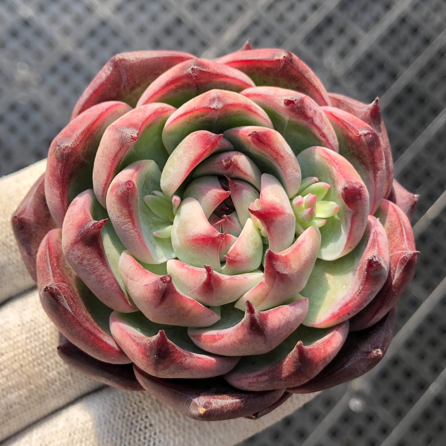 エケベリア 21436 リンゼイ 12cm pot