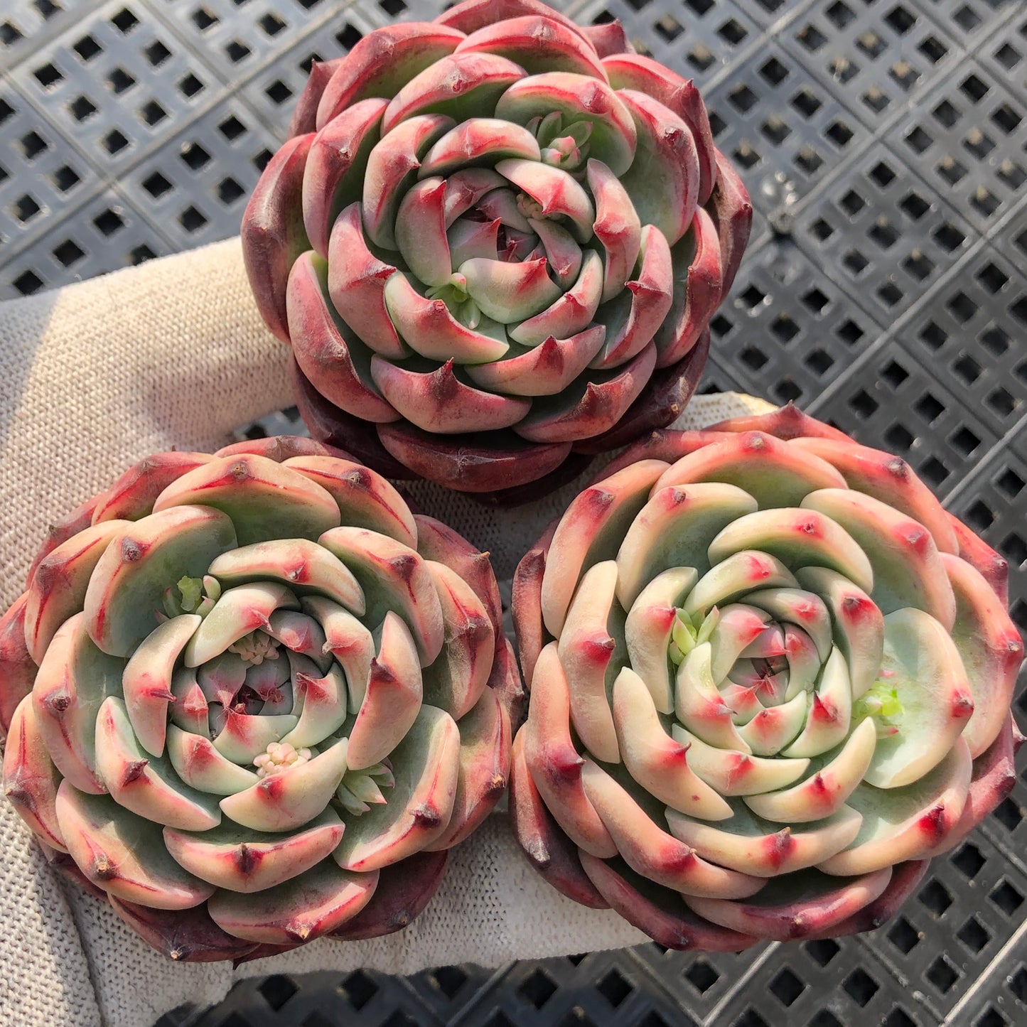 エケベリア 21436 リンゼイ 12cm pot