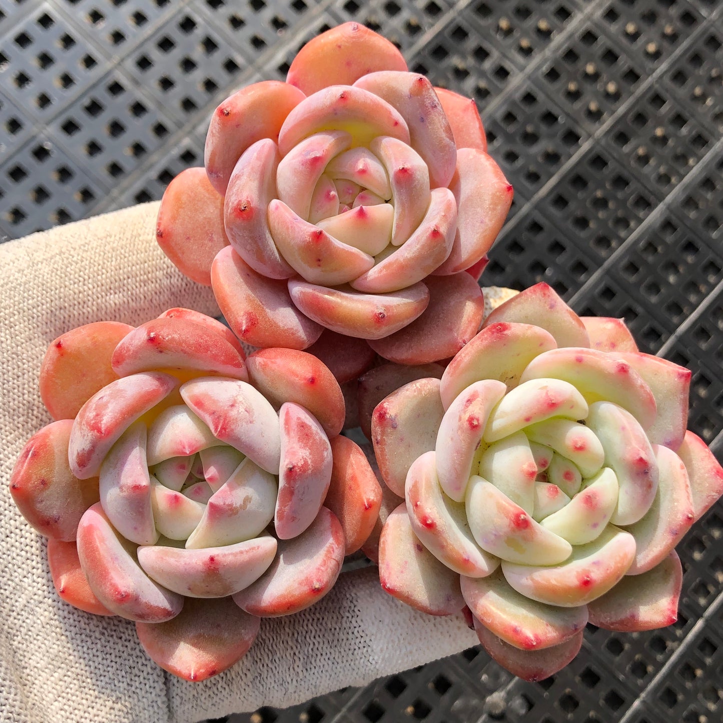 エケベリア 22761 モンローHyb 5.5cm pot