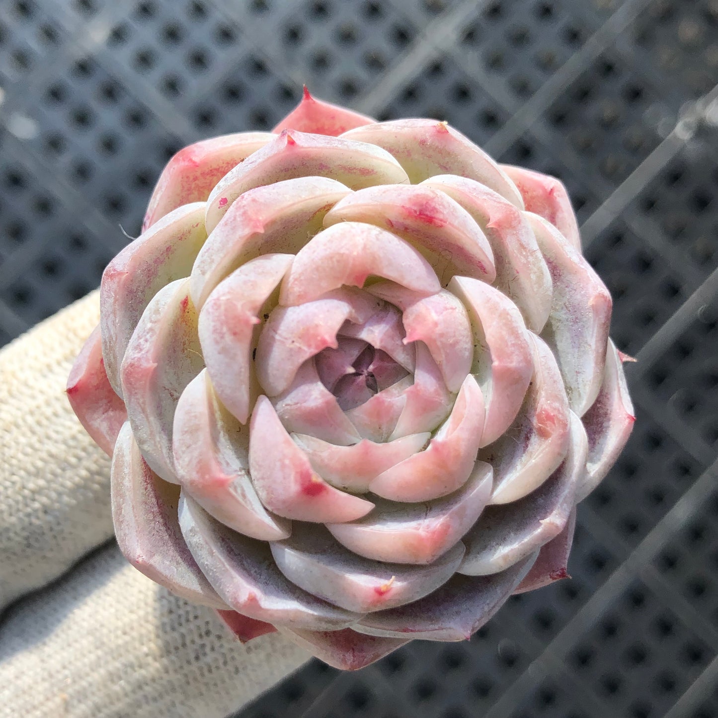 エケベリア 22760 エレガンスHyb 5.5cm pot