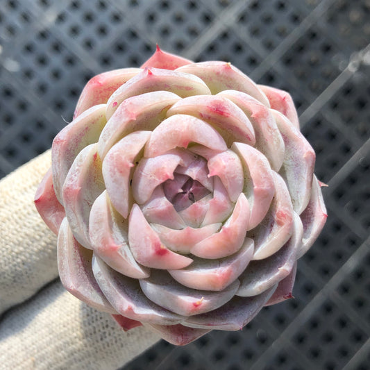 エケベリア 22760 エレガンスHyb 5.5cm pot