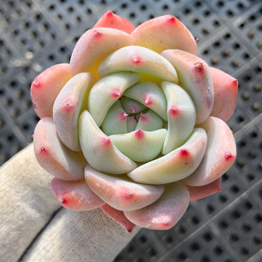 エケベリア 22735 モンローHyb 5.5cm pot