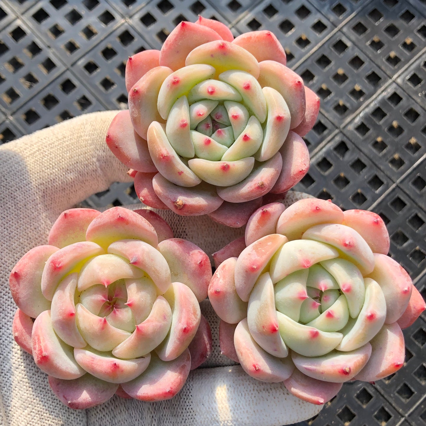 エケベリア 22735 モンローHyb 5.5cm pot