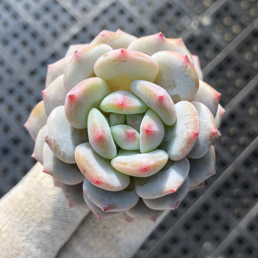 エケベリア 23637 ミスティック　クリスタル　オリンジ 9cm pot