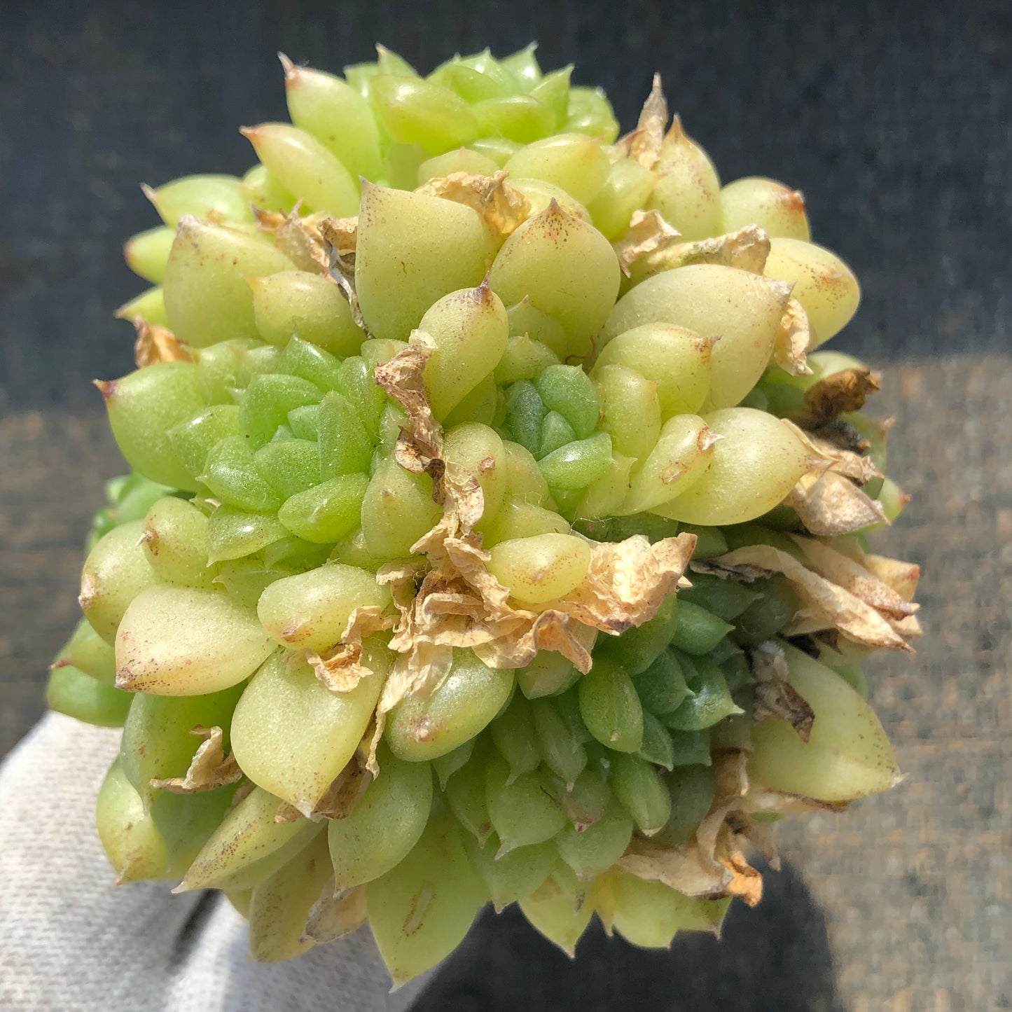 エケベリア 22506 グリーン　ダイアモンド　マルギャン 7cm pot